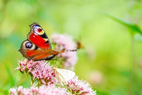 彩色孔雀蛱蝶图片